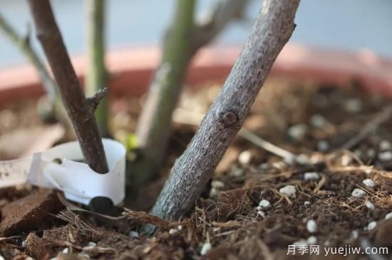 耐寒性，你家月季抗不抗凍？月季如何過冬(圖3)