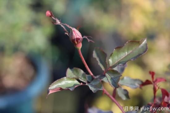耐寒性，你家月季抗不抗凍？月季如何過冬(圖5)