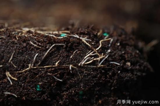 耐寒性，你家月季抗不抗凍？月季如何過冬(圖9)