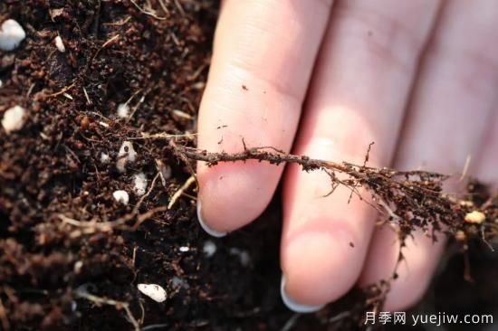 耐寒性，你家月季抗不抗凍？月季如何過冬(圖11)