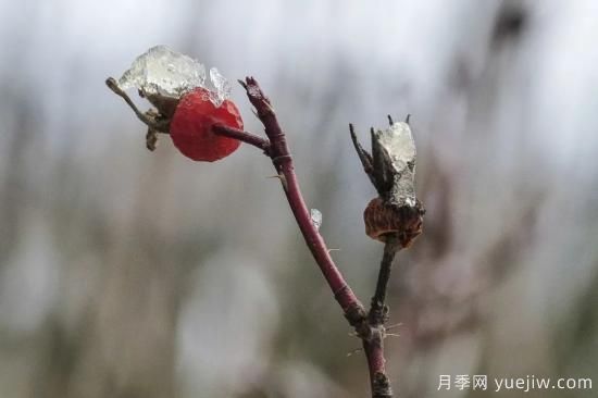 耐寒性，你家月季抗不抗凍？月季如何過冬(圖12)