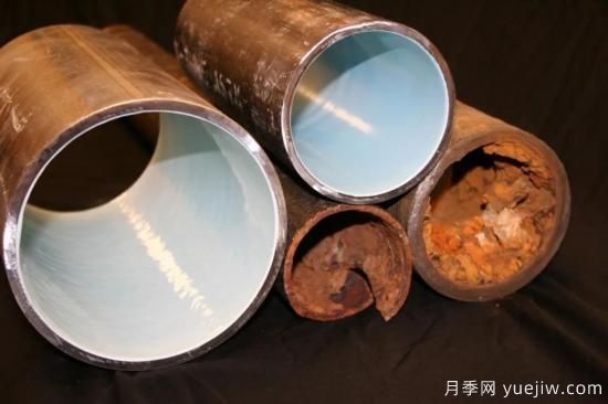 耐寒性，你家月季抗不抗凍？月季如何過冬(圖13)