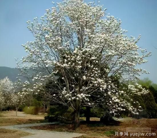 景觀人必知的行道樹知識！附30種常用落葉喬木介紹(圖10)