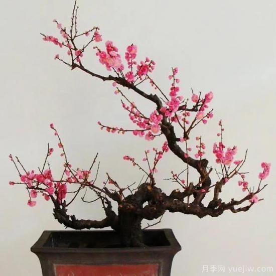 盆栽梅花怎樣施肥與澆水？梅花常見蟲害的防治(圖1)