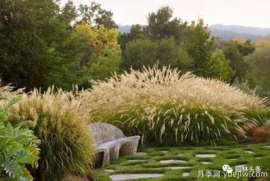 又美又耐寒，適合北方的14個觀賞草種類推薦(圖2)