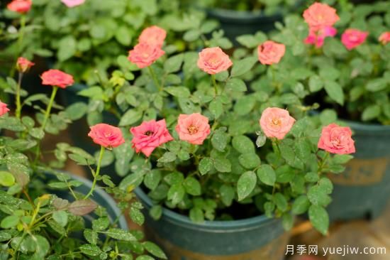 月季花苗什么時(shí)候移栽？月季花苗移栽注意事項(xiàng)(圖1)