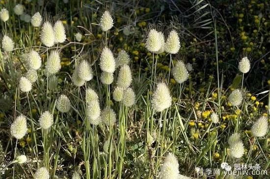 又美又耐寒，適合北方的14個觀賞草種類推薦(圖3)