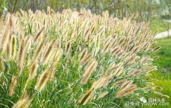 又美又耐寒，適合北方的14個觀賞草種類推薦(圖4)
