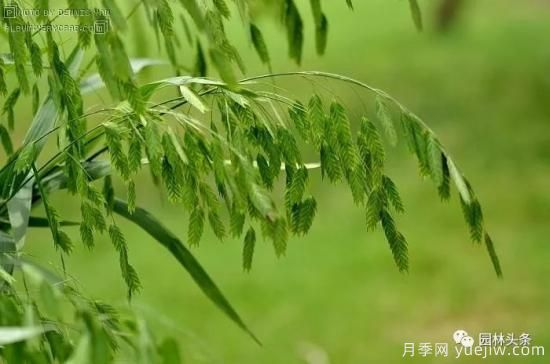又美又耐寒，適合北方的14個觀賞草種類推薦(圖8)