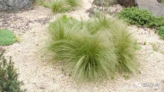 又美又耐寒，適合北方的14個觀賞草種類推薦(圖10)