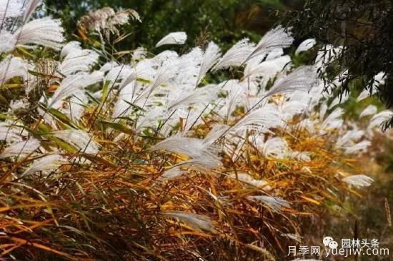 又美又耐寒，適合北方的14個觀賞草種類推薦(圖11)