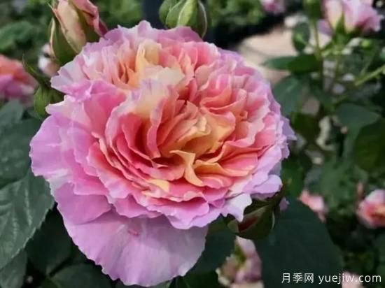 淘汰掉的6款藤本月季，經(jīng)典就是適合的嗎？(圖2)