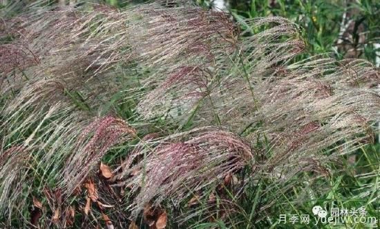 又美又耐寒，適合北方的14個觀賞草種類推薦(圖12)