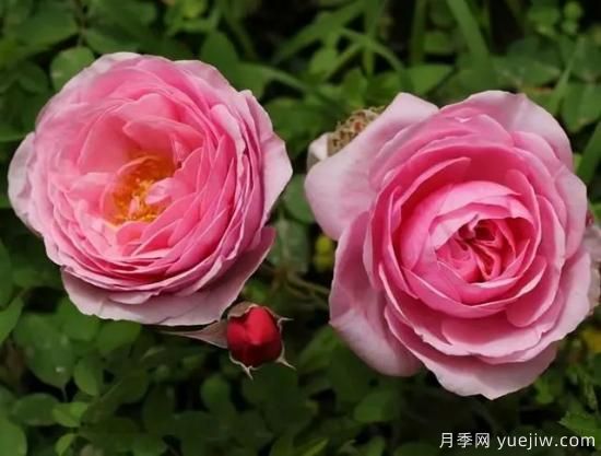 淘汰掉的6款藤本月季，經(jīng)典就是適合的嗎？(圖3)
