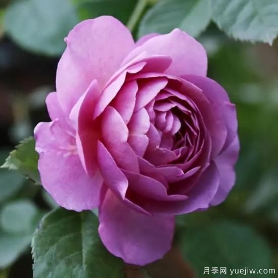 淘汰掉的6款藤本月季，經(jīng)典就是適合的嗎？(圖4)