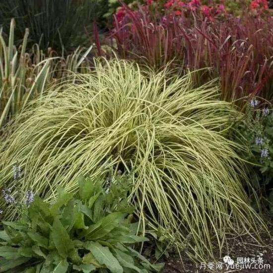 又美又耐寒，適合北方的14個觀賞草種類推薦(圖14)