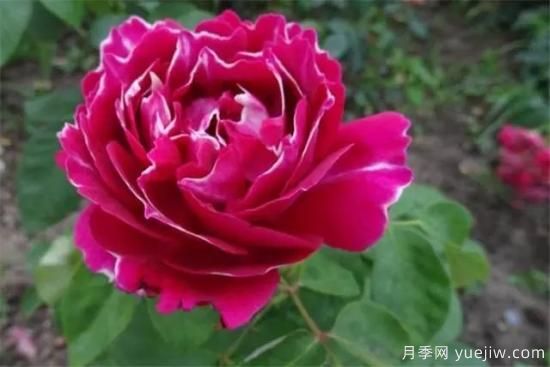 淘汰掉的6款藤本月季，經(jīng)典就是適合的嗎？(圖6)