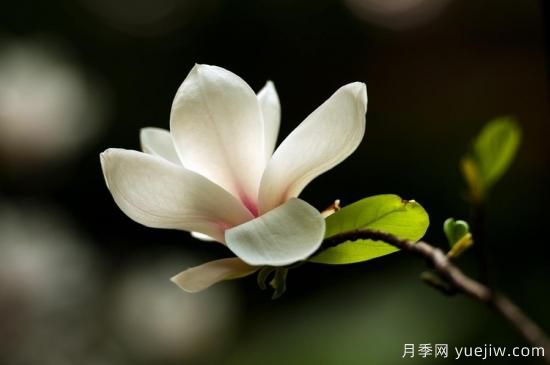 廣玉蘭的養(yǎng)護(hù)過(guò)程都需要注意哪些問(wèn)題？(圖1)
