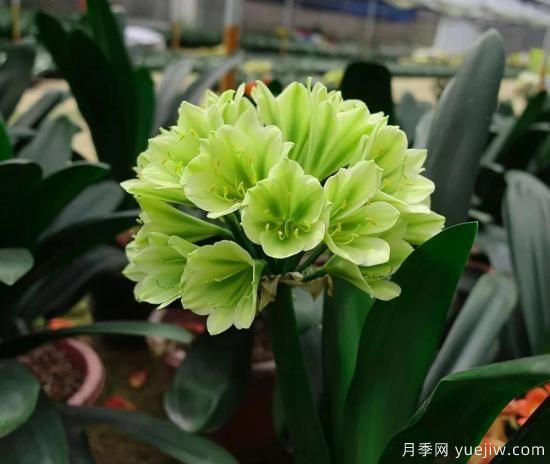 君子蘭黃葉的3個原因，如何恢復油綠挺拔輕松開花(圖1)