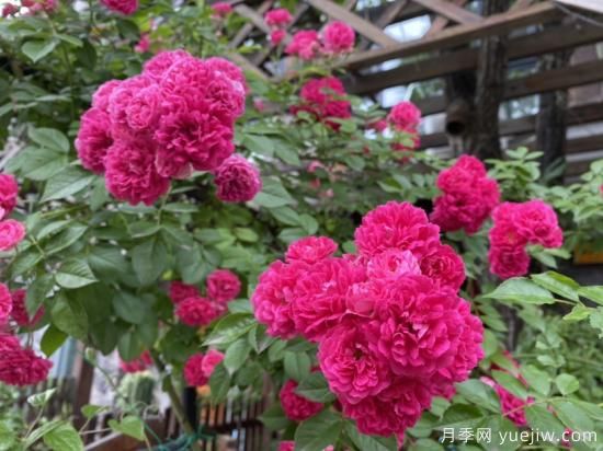 玫瑰、月季、薔薇如何區(qū)別？3個(gè)方法很簡(jiǎn)單(圖2)