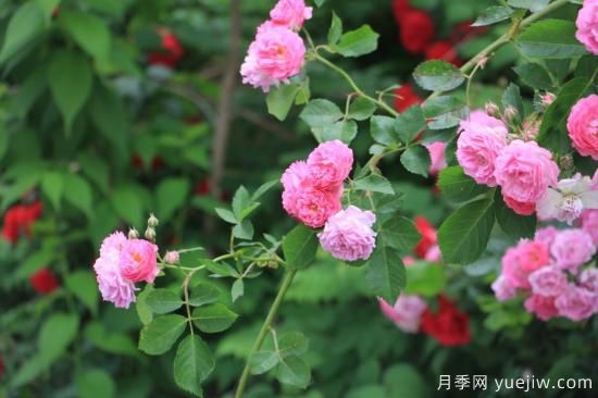 玫瑰、月季、薔薇如何區(qū)別？3個(gè)方法很簡(jiǎn)單(圖3)