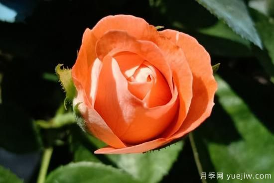 玫瑰、月季、薔薇如何區(qū)別？3個(gè)方法很簡(jiǎn)單(圖4)