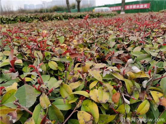 園林植物怎么合理用好防凍液？(圖1)