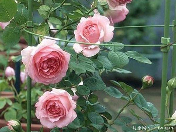 藤本歷史月季(圖2)