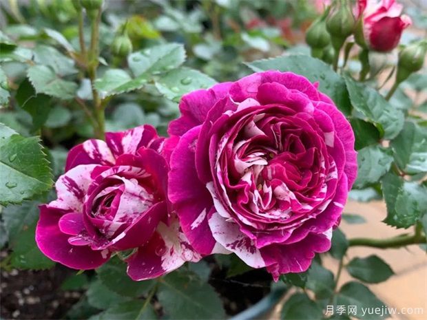 月季花病蟲害該如何防治？(圖1)