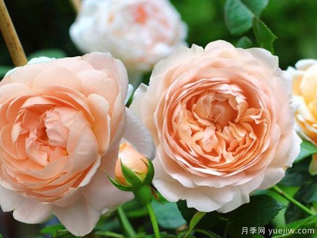 干凈不只是一種氣質(zhì)，也是一個(gè)人的尊嚴(yán)(圖1)