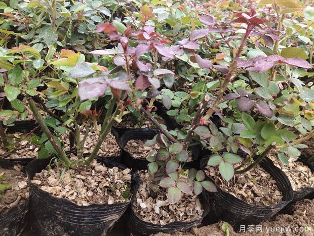 新疆喀什適合月季種植和應(yīng)用嗎？(圖2)