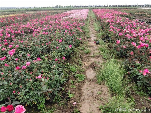 豐花月季與普通月季的區(qū)別？園林花壇喜歡用的特點(圖3)