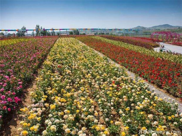豐花月季與普通月季的區(qū)別？園林花壇喜歡用的特點(圖1)
