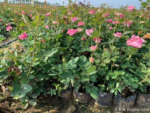 豐花月季與普通月季的區(qū)別？園林花壇喜歡用的特點(圖2)