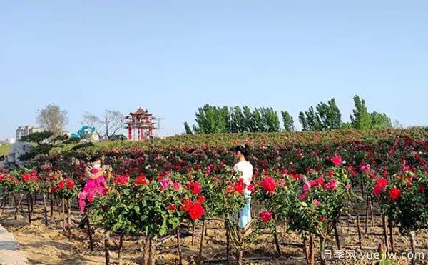 濰坊昌樂(lè)：西湖月季盛放期，五一假期花海來(lái)襲(圖1)