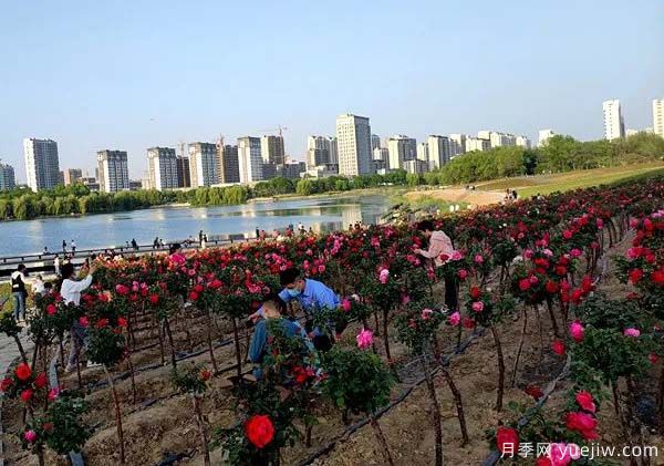 濰坊昌樂(lè)：西湖月季盛放期，五一假期花海來(lái)襲(圖2)