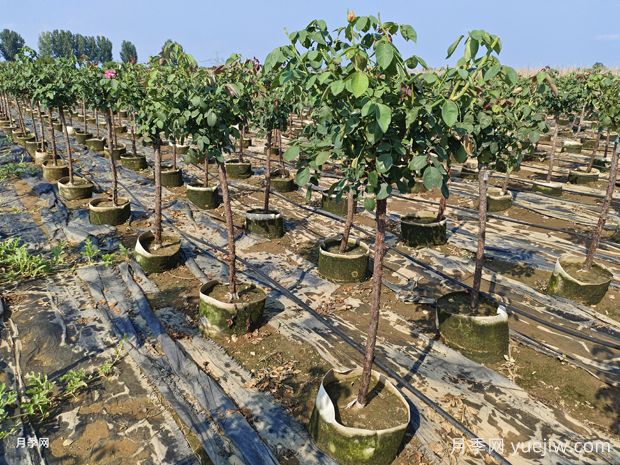 3公分地上缽樹(shù)狀月季基地直銷(圖2)
