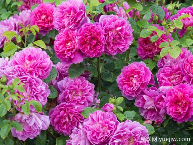 秋季月季花期如何延長？養(yǎng)護月季關(guān)鍵技巧(圖1)