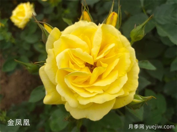 推薦20個(gè)大花月季品種，花大味香，顏值擔(dān)當(dāng)(圖3)
