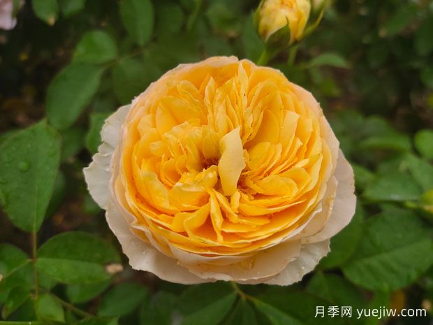 中國月季：歐洲玫瑰花的祖宗，為世界園藝做出了巨大貢獻(圖2)
