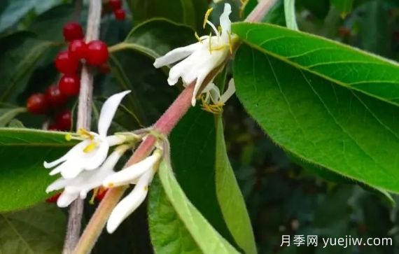 金銀木和金銀花有什么區(qū)別，金銀木有哪些主要價值？(圖1)