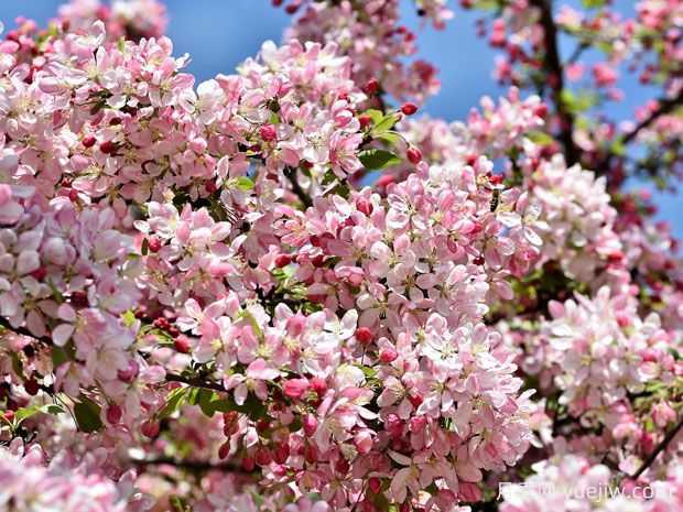 花園小路兩邊種什么樹(shù)？推薦6種開(kāi)花苗木(圖1)