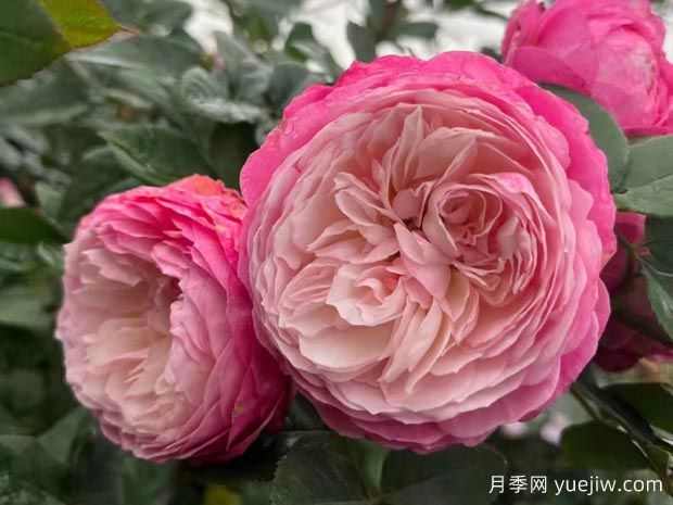 養(yǎng)月季花真的很難嗎？(圖1)