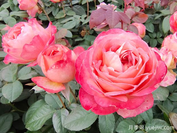 世界***好看的十大月季花品種，有龍沙寶石、彩云、果汁陽臺(圖2)