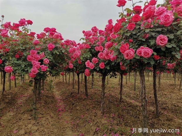 雙色月季樹價格多少錢一棵？南陽哪里有賣的？(圖2)