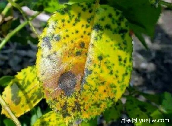 月季銹病用什么藥效果好？(圖1)