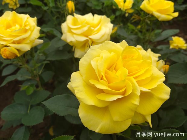 為什么月季在春天的發(fā)芽時間不一樣呢？(圖1)
