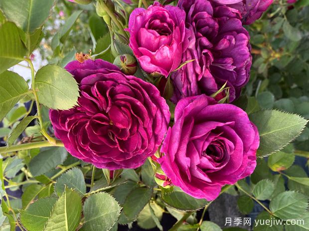 30個花卉基本知識點(圖1)