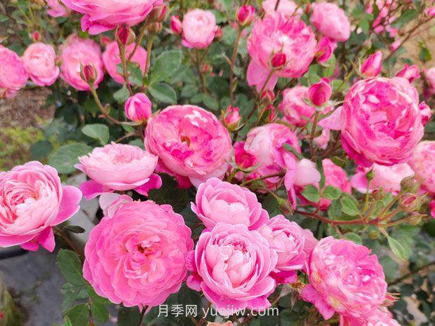 月季基本養(yǎng)護要點：通風(fēng)、光照、澆水(圖2)