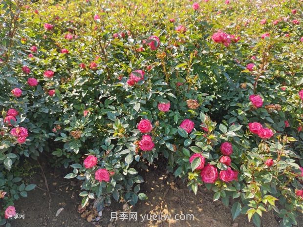 夏季苗木防護，有哪些要牢記的知識點？(圖1)